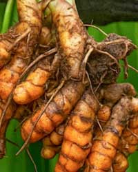 Turmeric
