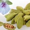 Cardamom