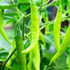 Organic Chilli